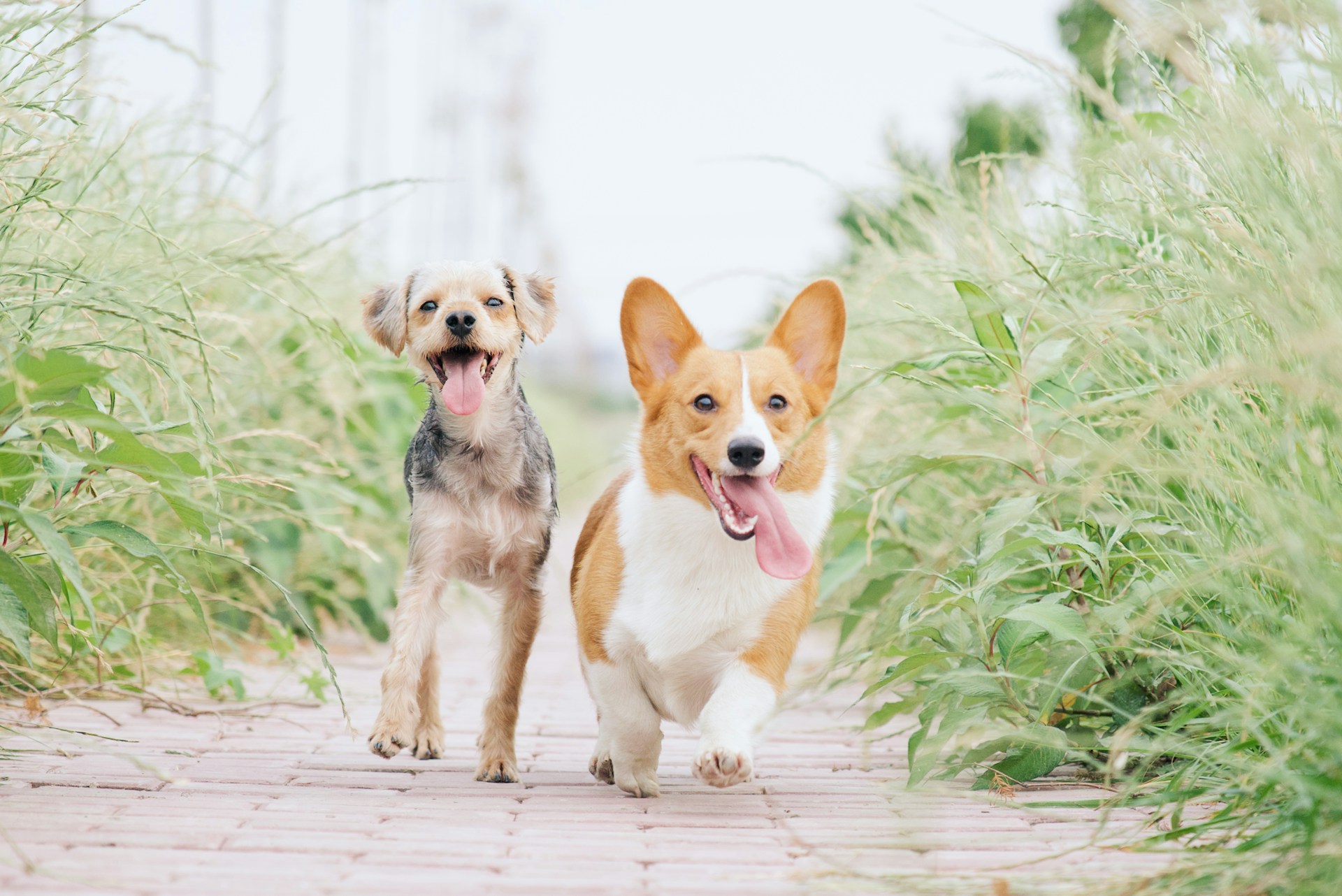 two dogs