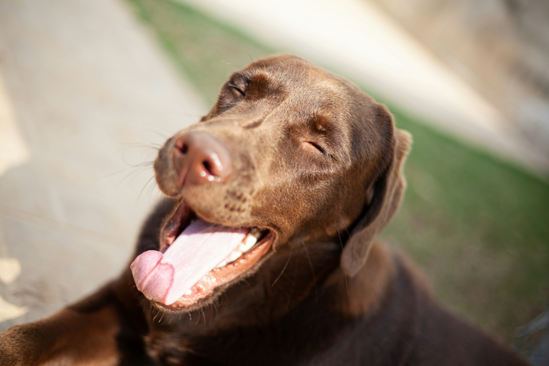a dog is smilling